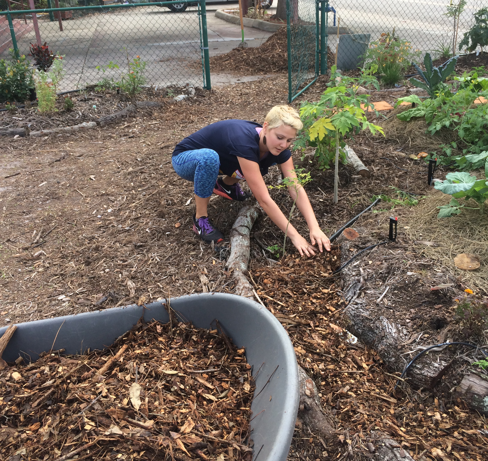 Contributor Nicole spreading mulch over the newly installed seamless irrigation lines that now drench the garden in reclaimed rainwater.