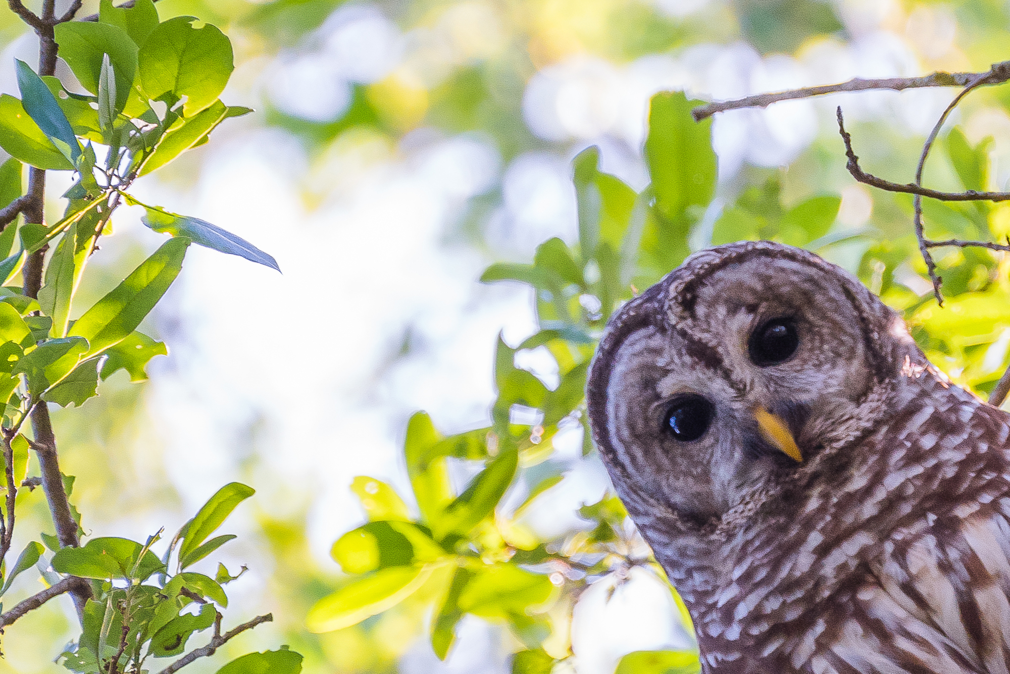 Photo by Douglas DeFelice/Owl's Nest Sanctuary for Wildlife