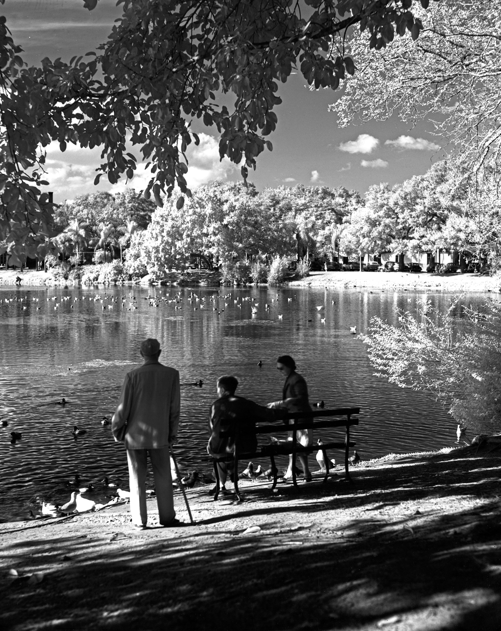 Scenic view of Mirror Lake in St. Petersburg. 1954.(State Archives of Florida)