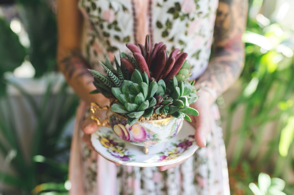 O'Berry's Succulents. Photo by Bridge & Bloom.