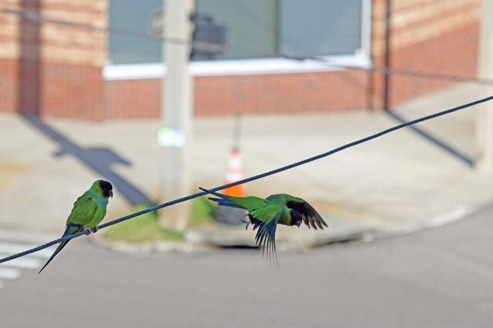 St. Pete Parakeets. Photo by Brian Brakebill.