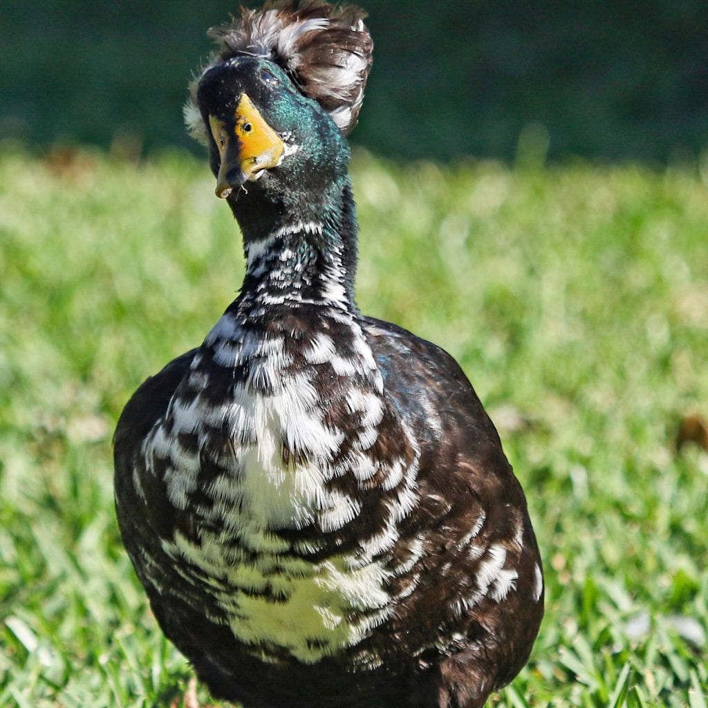 Crested Duck at Crescent Lake. Photo by Brian Brakebill.