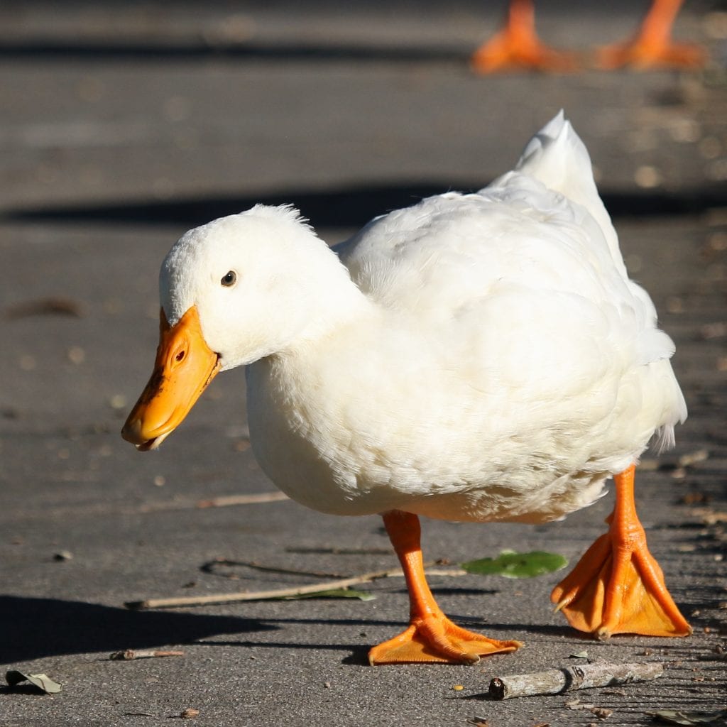 Pekin Duck at Crescent Lake. Photo by Brian Brakebill.