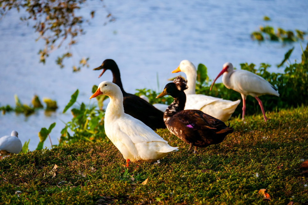 Birds of Crescent Lake. Photo by Tony Sica.