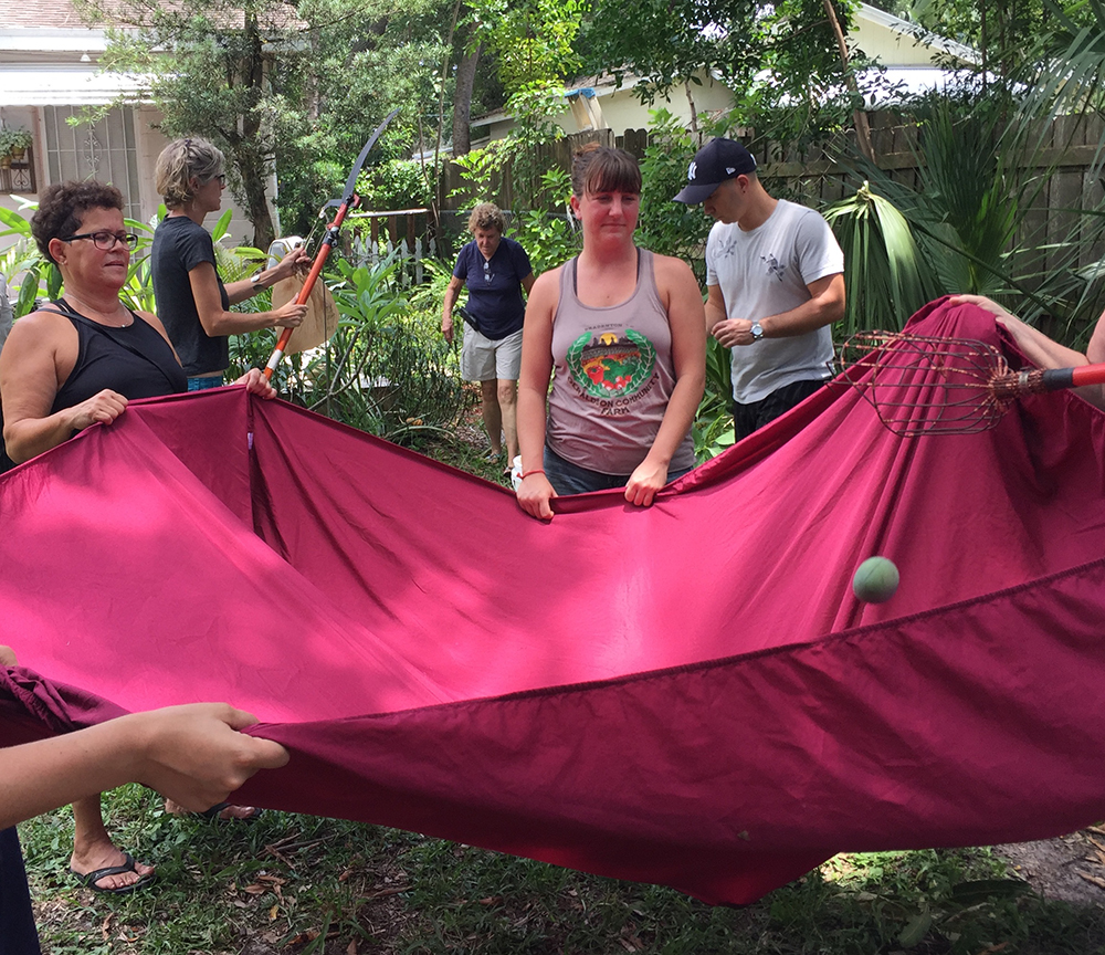 Using the mango picker, a sheet and teamwork to get mangoes from far up in the tree, members work together at timebank member, Pat Dunham’s house.