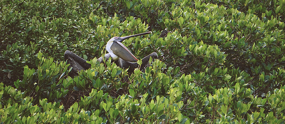 Pelican in the Mangroves. Photo by Joe Whalen.