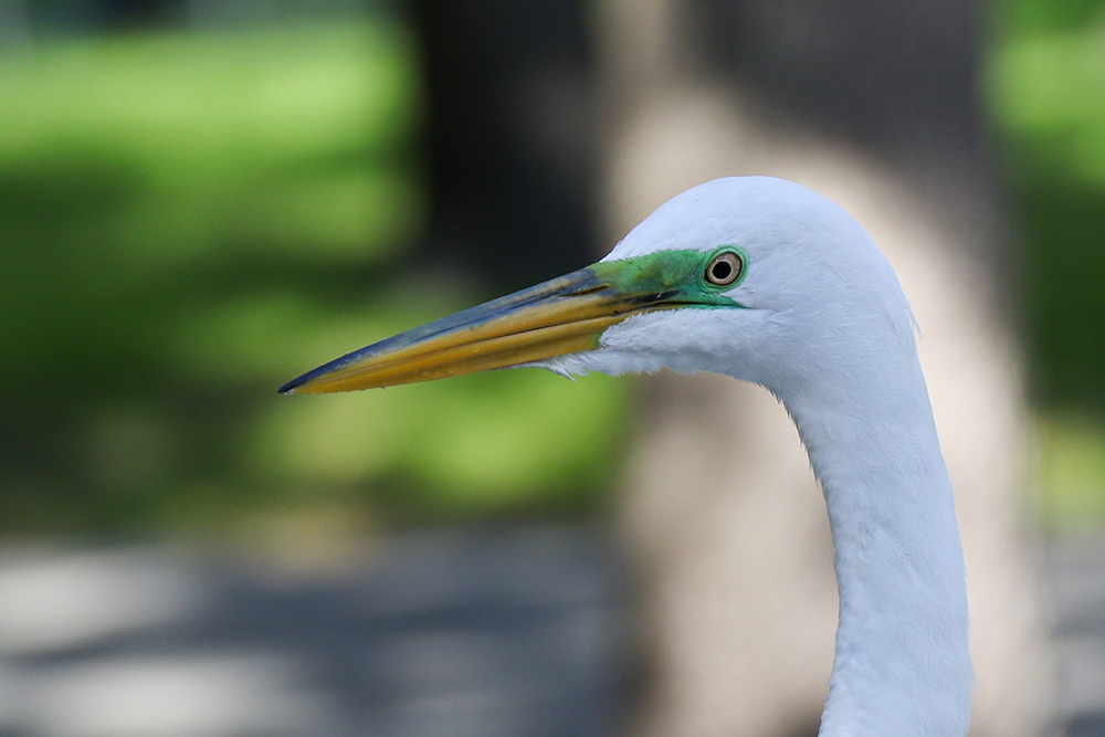 Bird at Williams Park. Photo by Brian Brakebill.