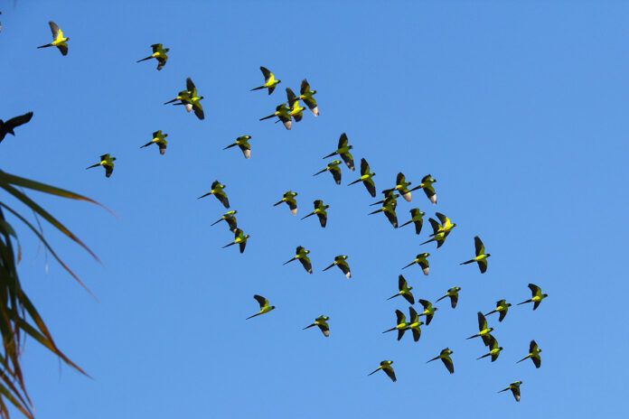 Parrots in St. Pete. Photo by Brian Brakebill