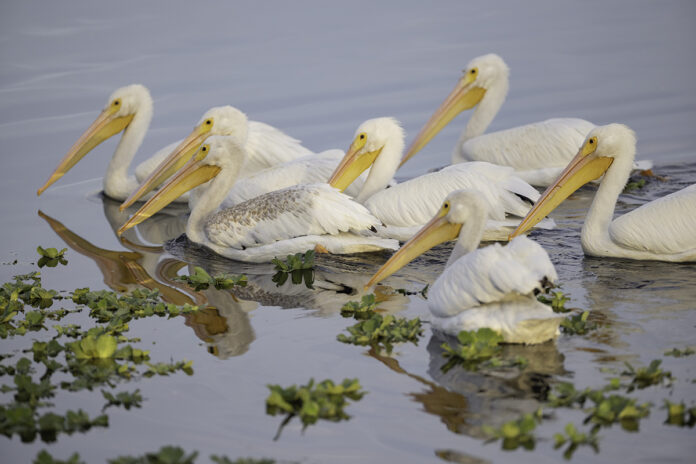 White Pelicans at Crescent Lake. Photo by John Ficken Photography