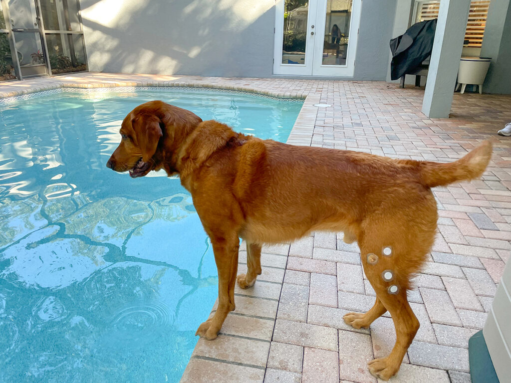 When Gilman’s 5-year-old red fox lab, Gator, pulled ligament she treated him with the patches two times. After that, Gilman says, Gator improved.
