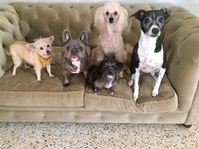 The Exelby’s family pets from left to right: Rico, Petunia, Sylvia, Harvey, and Weedie. Photo courtesy of Rainbow Veterinary Hospice