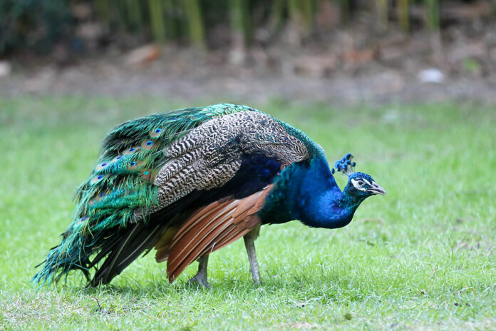 Peacock, Jungle Prada. Photo by Brian Brakebill