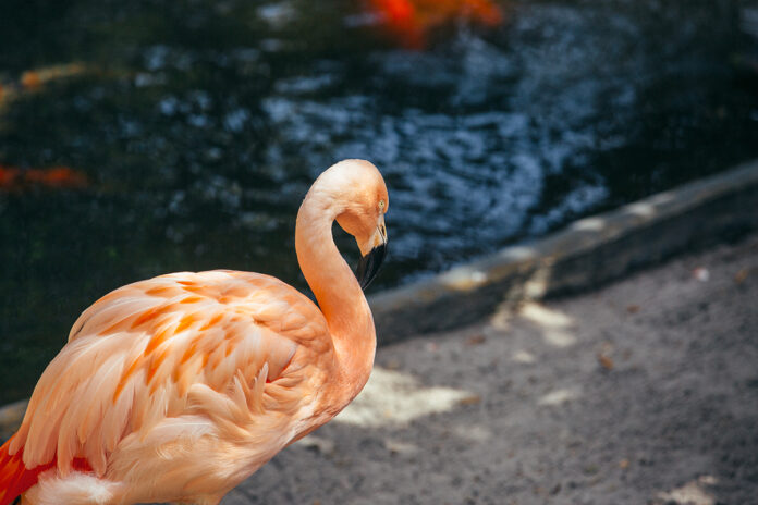 Flamingo at Sunken Gardens. Photo by City of St. Petersburg
