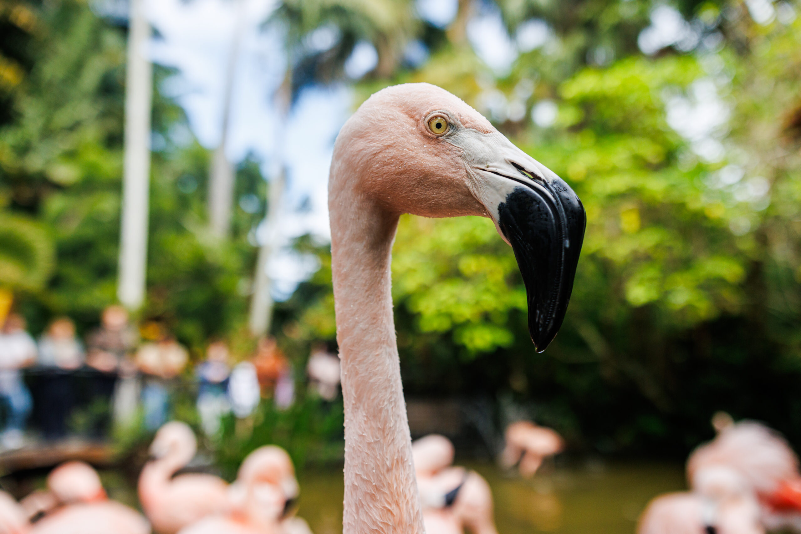 Sunken Gardens Flamingo